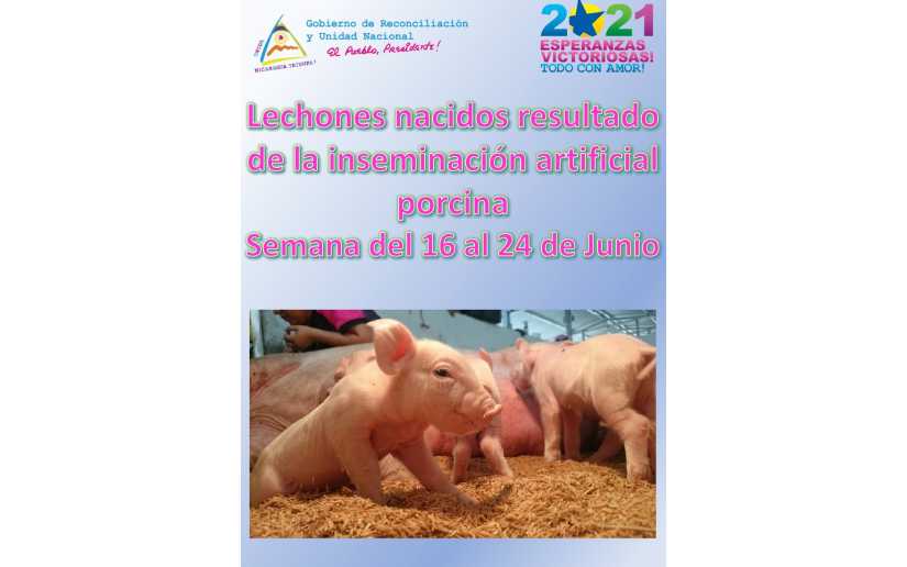 Así se desarrolla el programa de inseminación artificial porcina en Nicaragua