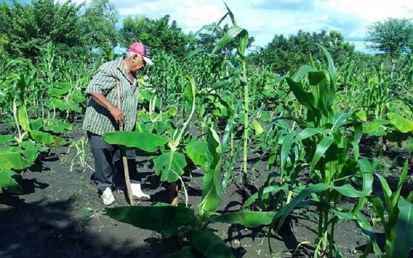 Estas son las plantaciones de plátano como resultado del bono tecnológico