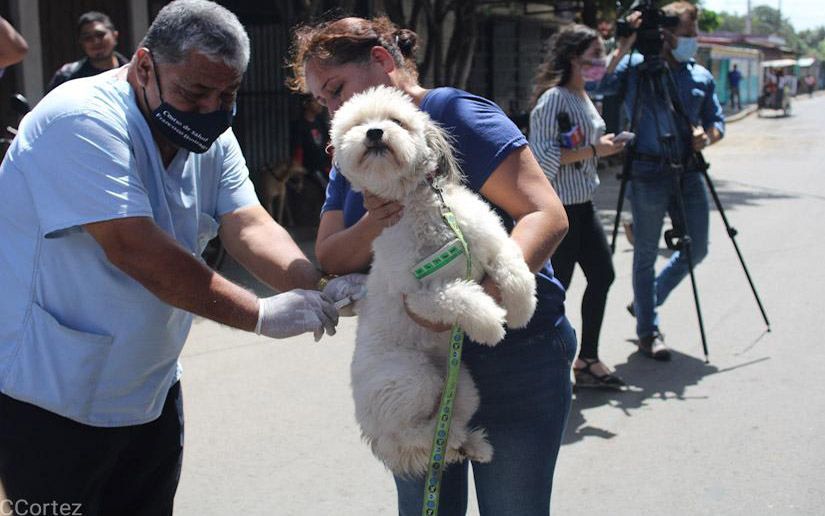 Nicaragua inicia jornada de vacunación contra la rabia a caninos