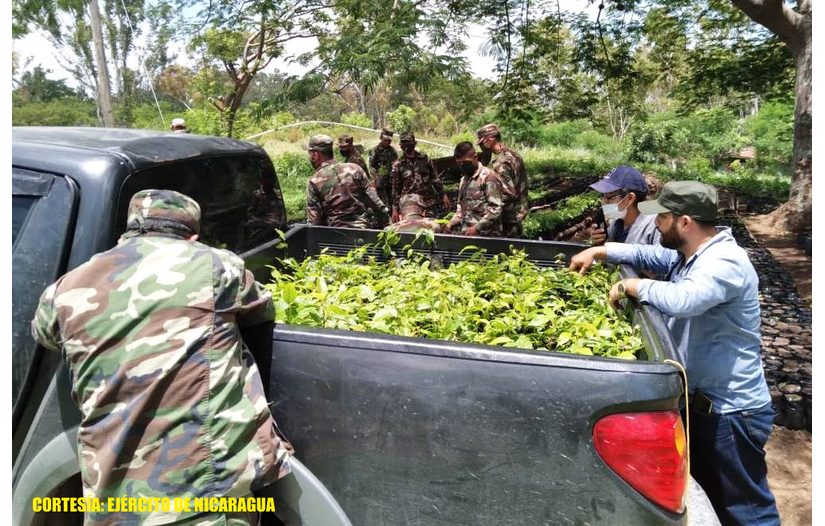 Ejército en entrega de plantas forestales