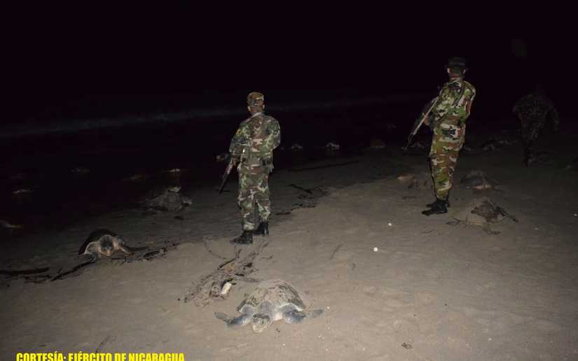 Protección y seguridad a la arribada de tortugas marinas 