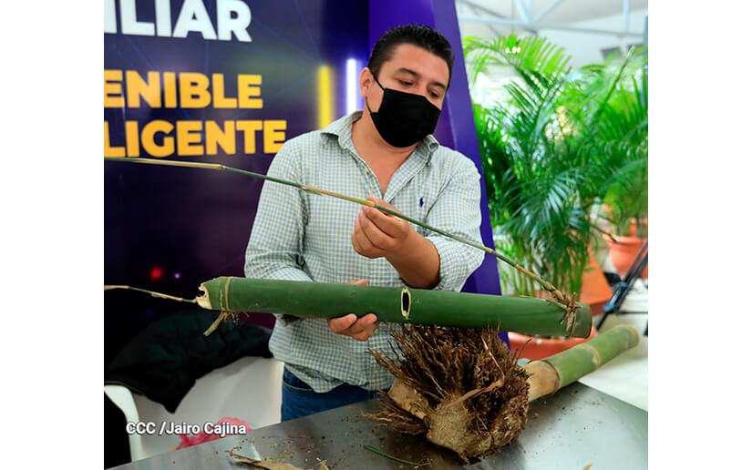 El bambú y sus beneficios para emprender se explican el la ExpoPyme 2021