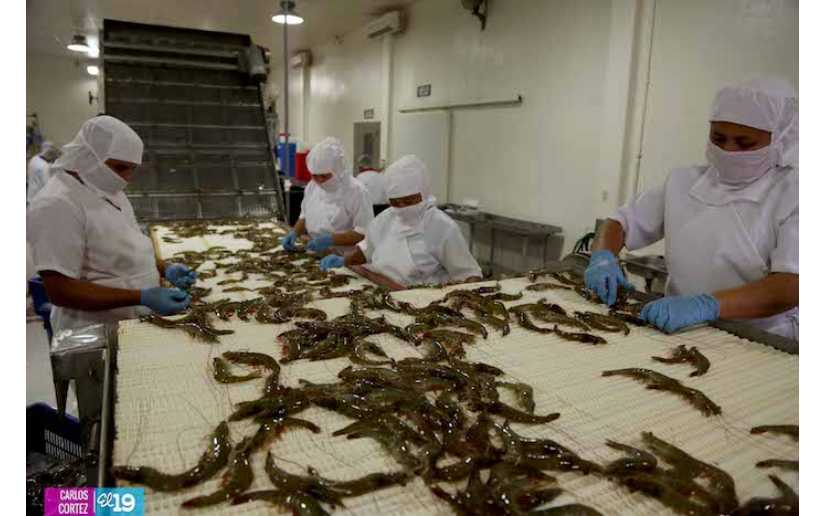 Nicaragua comienza a exportar camarón de cultivo hacia Corea