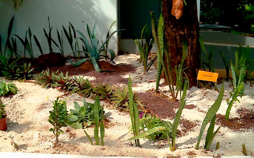 Movimiento Ambientalista Guardabarranco inaugura jardín de cactus en la UAM