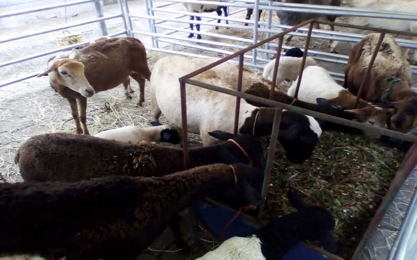 Productores ovinos y caprinos se reúnen para intercambiar experiencias
