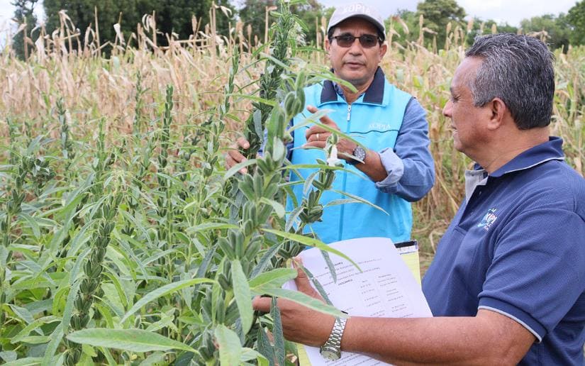 Nicaragua presenta nueva variedad de ajonjolí más resistente y productiva