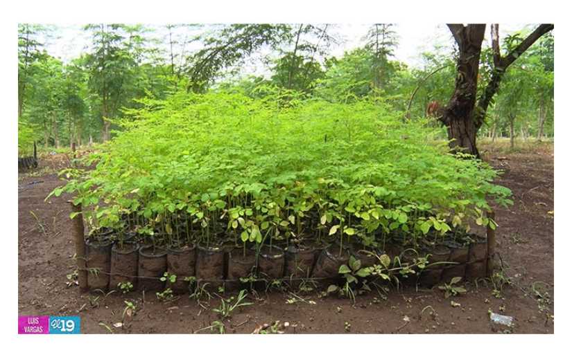 Entregarán 40 mil bonos tecnológicos de plantas de Marango