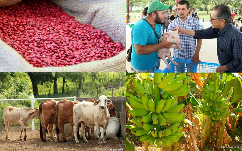 Estos son los avances en el sistema productivo agropecuario en Nicaragua