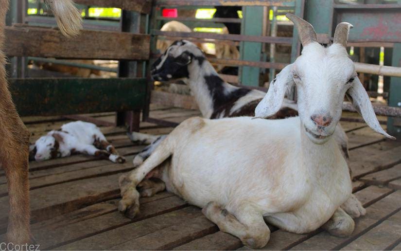 Inta entregará 400 mil bonos de cabras y ovejas a familias productoras 