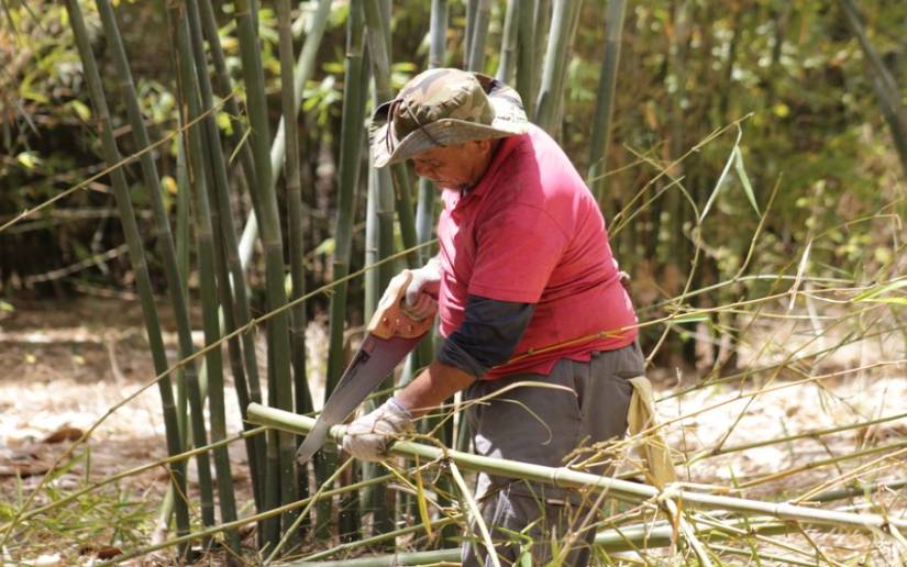 Gobierno de Nicaragua fortalece capacidades de los productores de bambú
