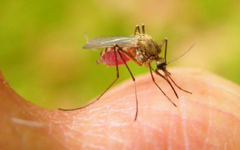 Disminuyen casos positivos de malaria en Nicaragua