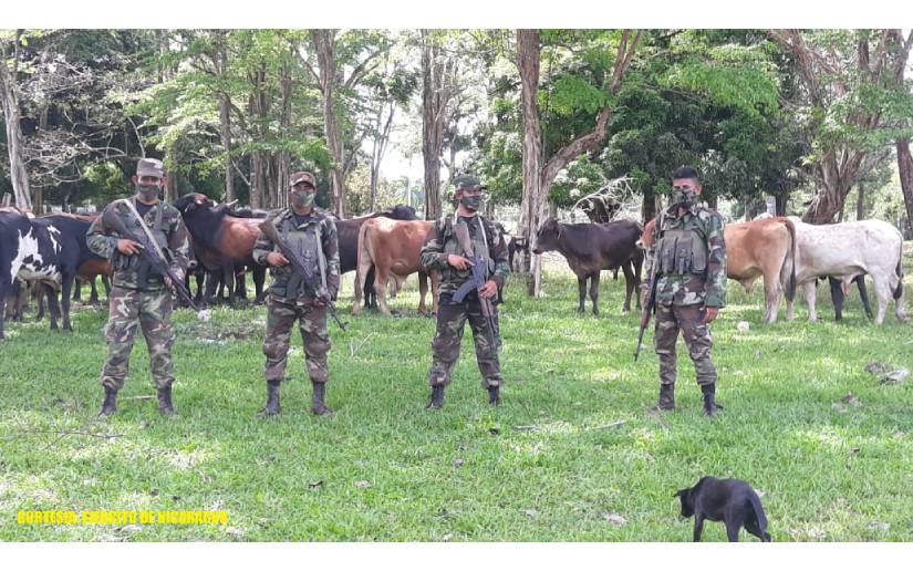 Ejército de Nicaragua realiza ocupación de ganado y equinos