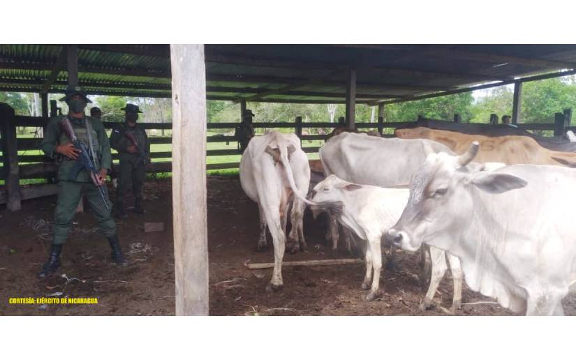 Ejército de Nicaragua recupera semovientes y equinos en Siuna