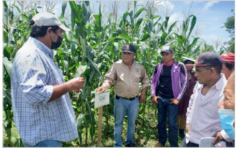 INTA presenta a familias productoras tres nuevas variedades de maíz