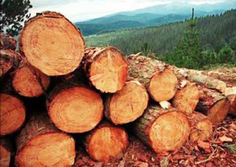 Guatemala pierde cada año 132.137 hectáreas de bosques naturales