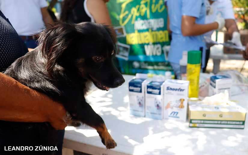 Familias de Villa Guadalupe participan en jornada de salud animal 