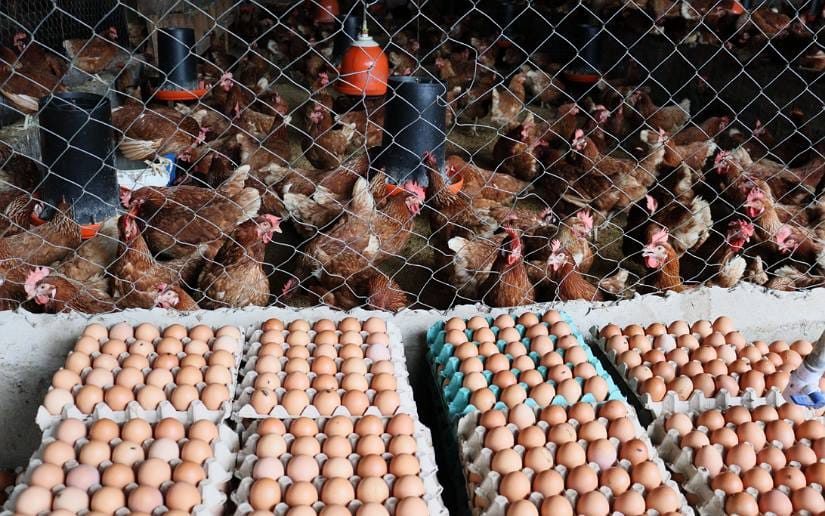 Avícolas nicaragüenses producen huevo con más calidad
