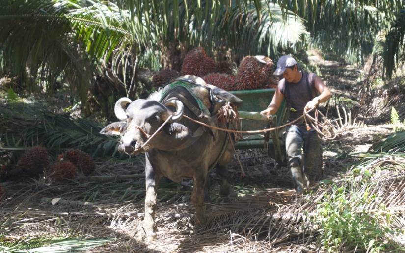 Esta es la experiencia del uso del búfalo de agua para producción de palma africana