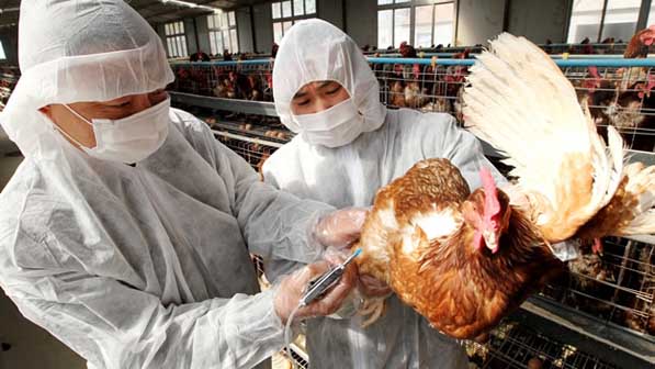 Dos nuevos muertos elevan a 20 los fallecidos por gripe aviar en China