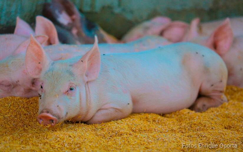 Nicaragua registra un crecimiento de 3.5% en el hato porcino