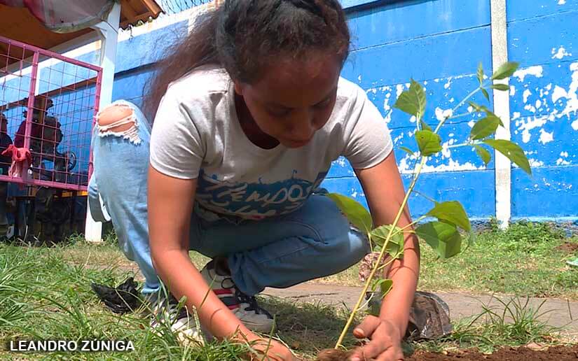 Juventud Sandinista desarrolla jornada de siembra de árboles en saludo al 43/19