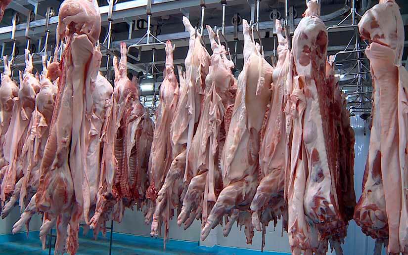 Nicaragua avanza con buen ritmo en producción de carne porcina 