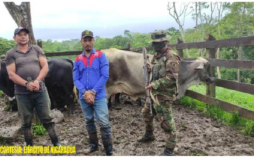 Ejército de Nicaragua ocupa semovientes que eran trasladados de manera ilegal