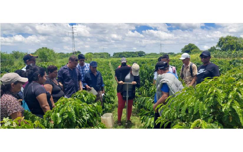 Inta inicia estudios de suelos en plantaciones de café
