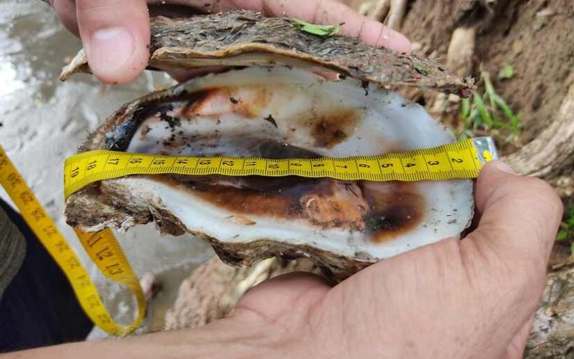 INPESCA inicia estudio científico de ostras en el Caribe sur de Nicaragua
