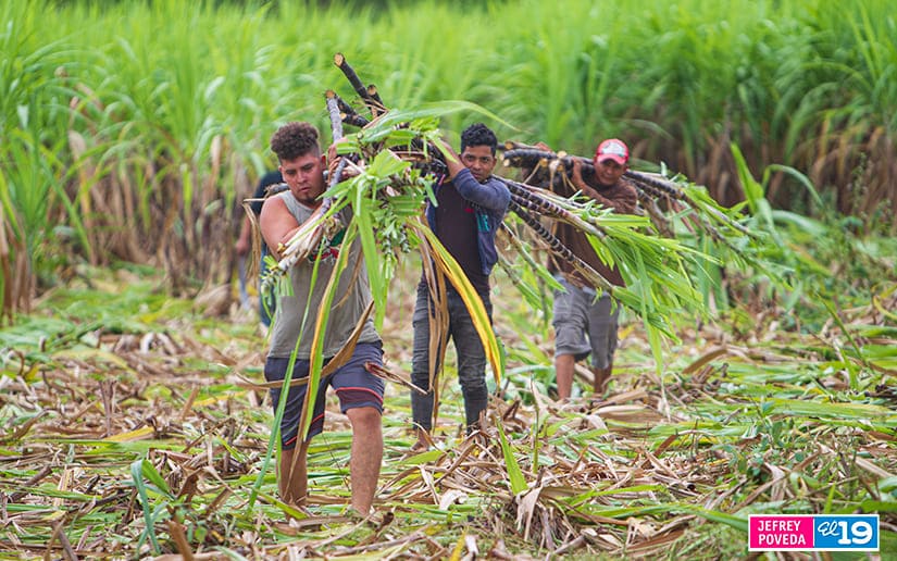 Productores de caña de piña son parte fundamental de las celebraciones de la Purísimas