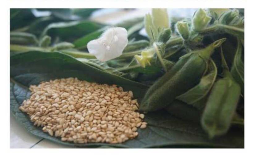 INTA presenta nueva variedad de ajonjolí 
