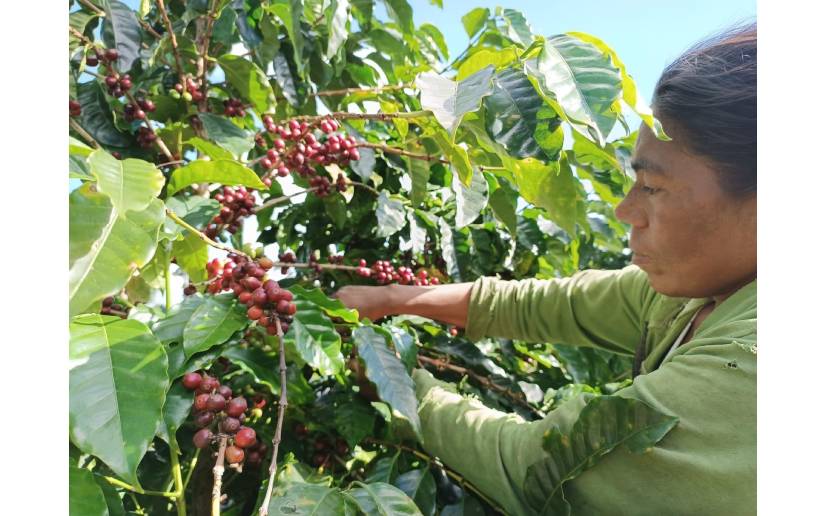 Así es la cosecha de café en la comunidad Santa Isabel de Jinotega