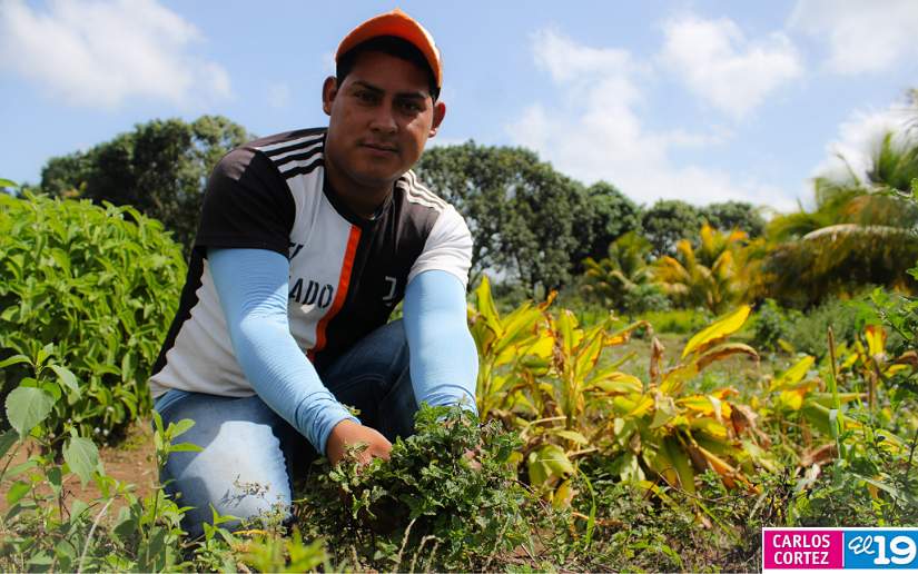 ¿En qué consiste el Certamen de la Producción Sana en Nicaragua?