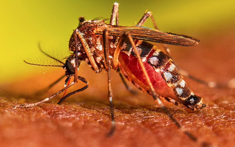 Bolivia sufre una tormenta epidemiológica por dengue