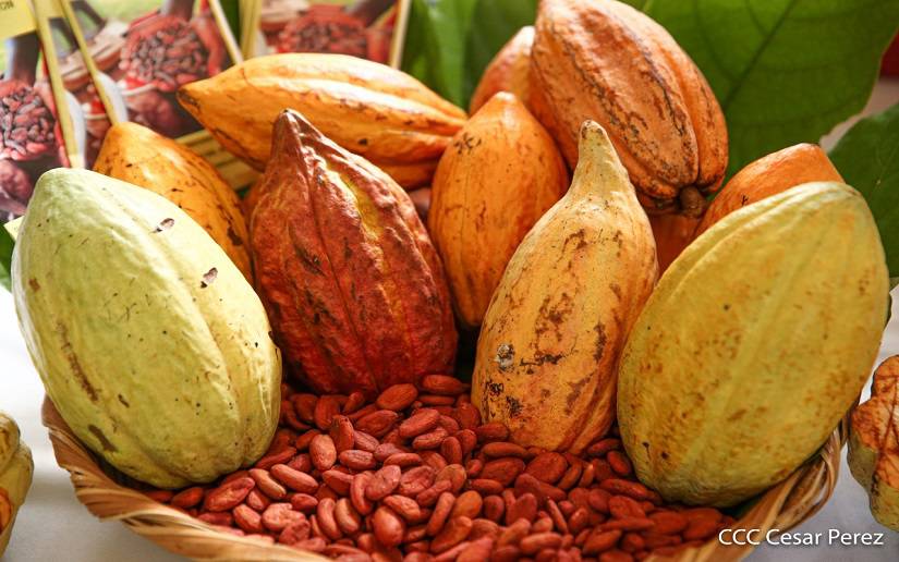 Nicaragua alcanza crecimiento del 20% en producción nacional de cacao en el 2022
