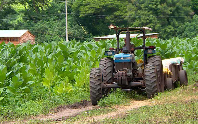 Producción de tabaco en Nicaragua aportó a la economía 55.7 millones de dólares en 2022