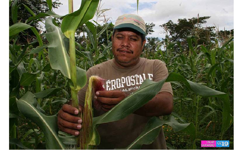 Nicaragua: Producción nacional de maíz en el 2022 supera los 8 millones de quintales