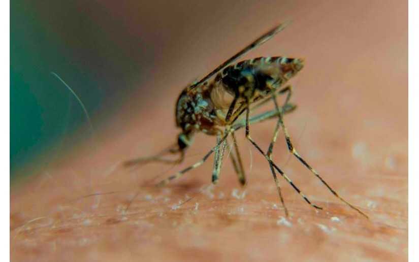 Estos son los números que detallan la situación epidemiológica de Nicaragua