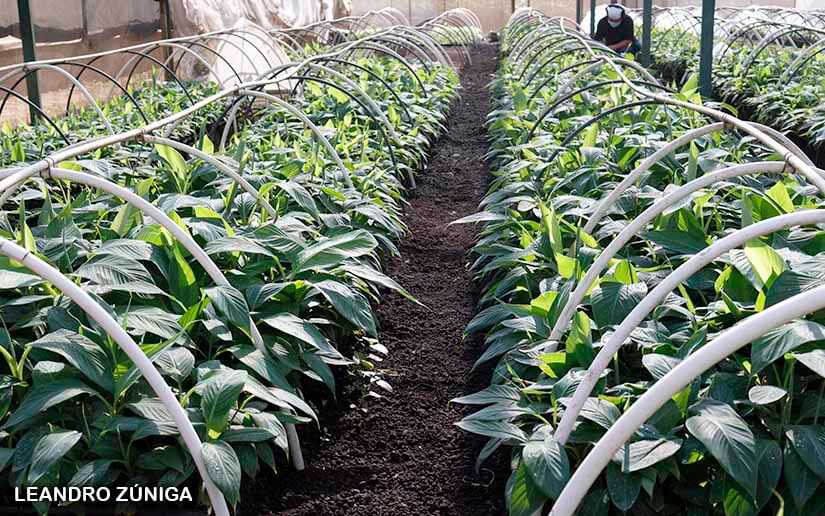 Anuncian apertura de nuevo centro de investigación y producción en Rivas