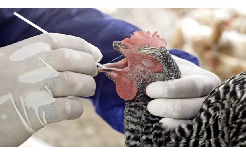 Nicaragua sigue implementando acciones sanitarias para la prevención de la influenza aviar