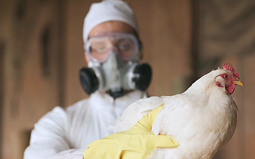 Nicaragua se prepara para realizar simulacro sobre prevención de la Influenza Aviar