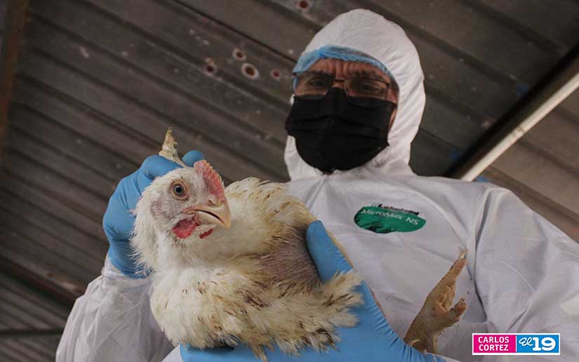 Nicaragua realiza exitoso simulacro para la prevención de la Influenza Aviar 