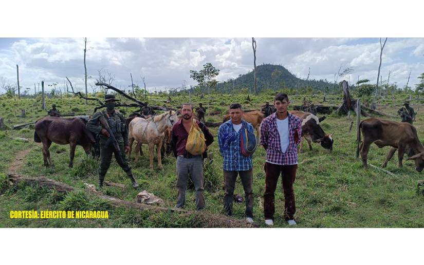 Ejército de Nicaragua ocupa semovientes y equinos trasladados ilegalmente