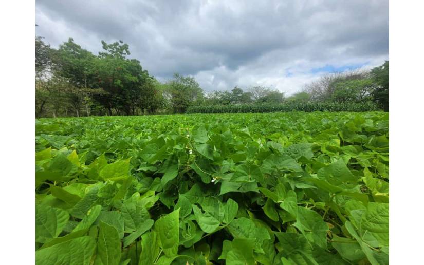 UNA realiza liberación de variedad de frijol “Agraria 1”