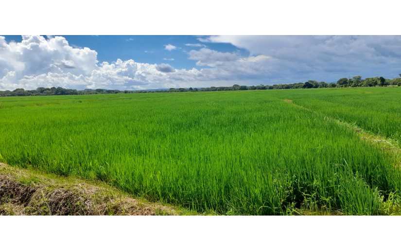 Registran buen avance de siembra de arroz de riego y secano en Nicaragua