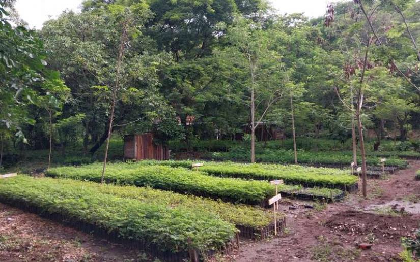 Verde que te quiero Verde: Inauguran viveros en Estelí y Somoto