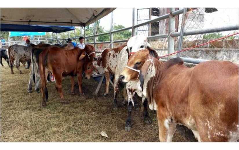 Primera Feria Ganadera Managua 2023 será inaugurada este martes