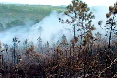 Incendio forestal en oeste de Cuba afecta más de 200 hectáreas de bosques