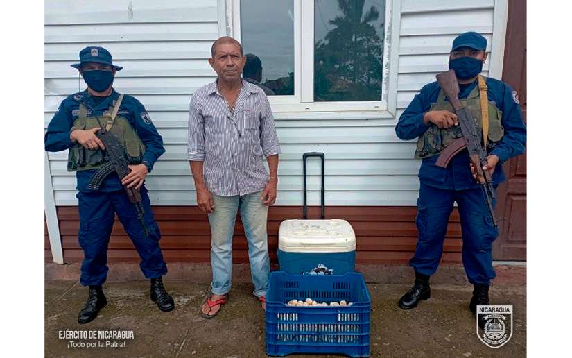 Ejército de Nicaragua ocupó más de 500 unidades de huevos de tortuga paslama