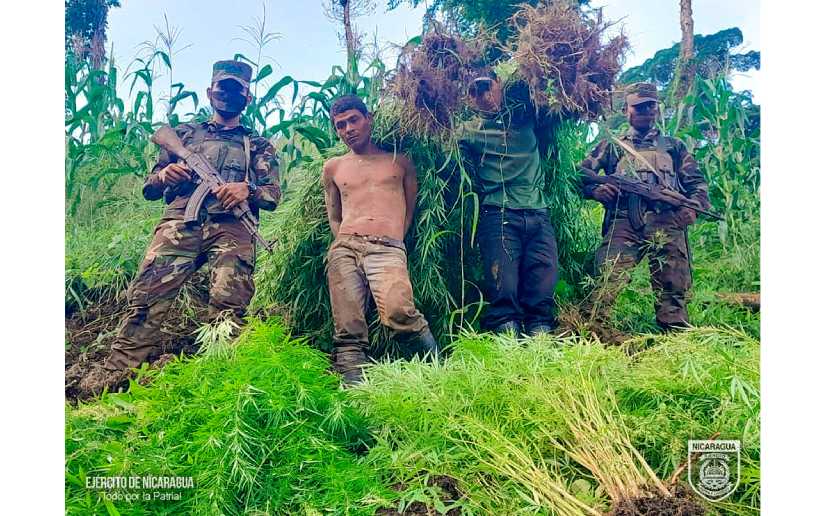 Ejército de Nicaragua realizó la incautación e incineración de plantas de marihuana 